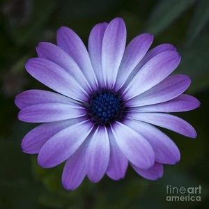 Meet your Posher, Marcy